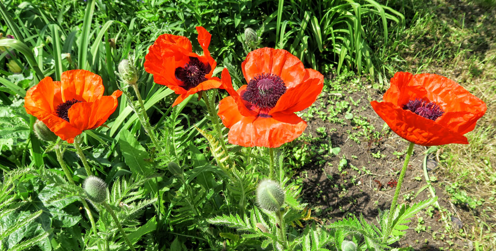 Flowers