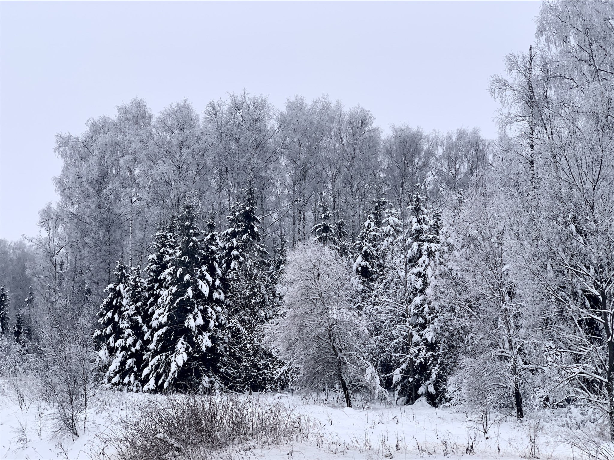Зимний лес Скопин